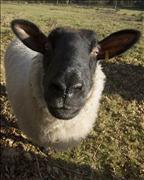 Baaah