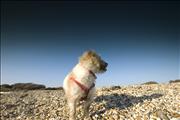 Bailey
