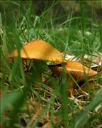 Fungi